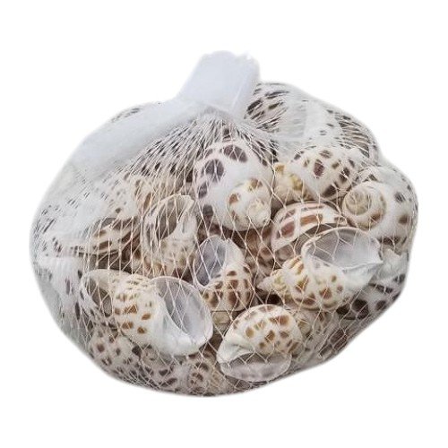 CARACOLES PEQUEÑOS por mayor - Mascotas por mayor