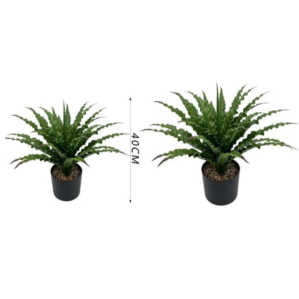 40 cm / planta de hojas onduladas (en maceta) 40 cm por mayor en Chile