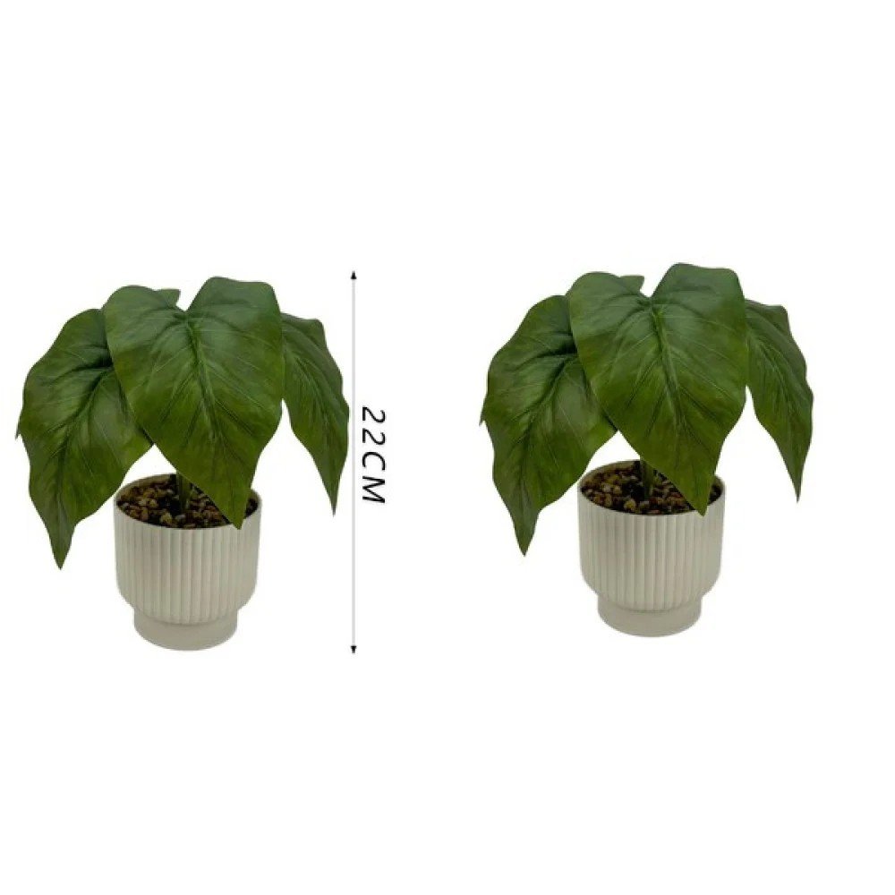 22 cm / planta de caléndula pequeña (en maceta) 22 cm por mayor en Chile