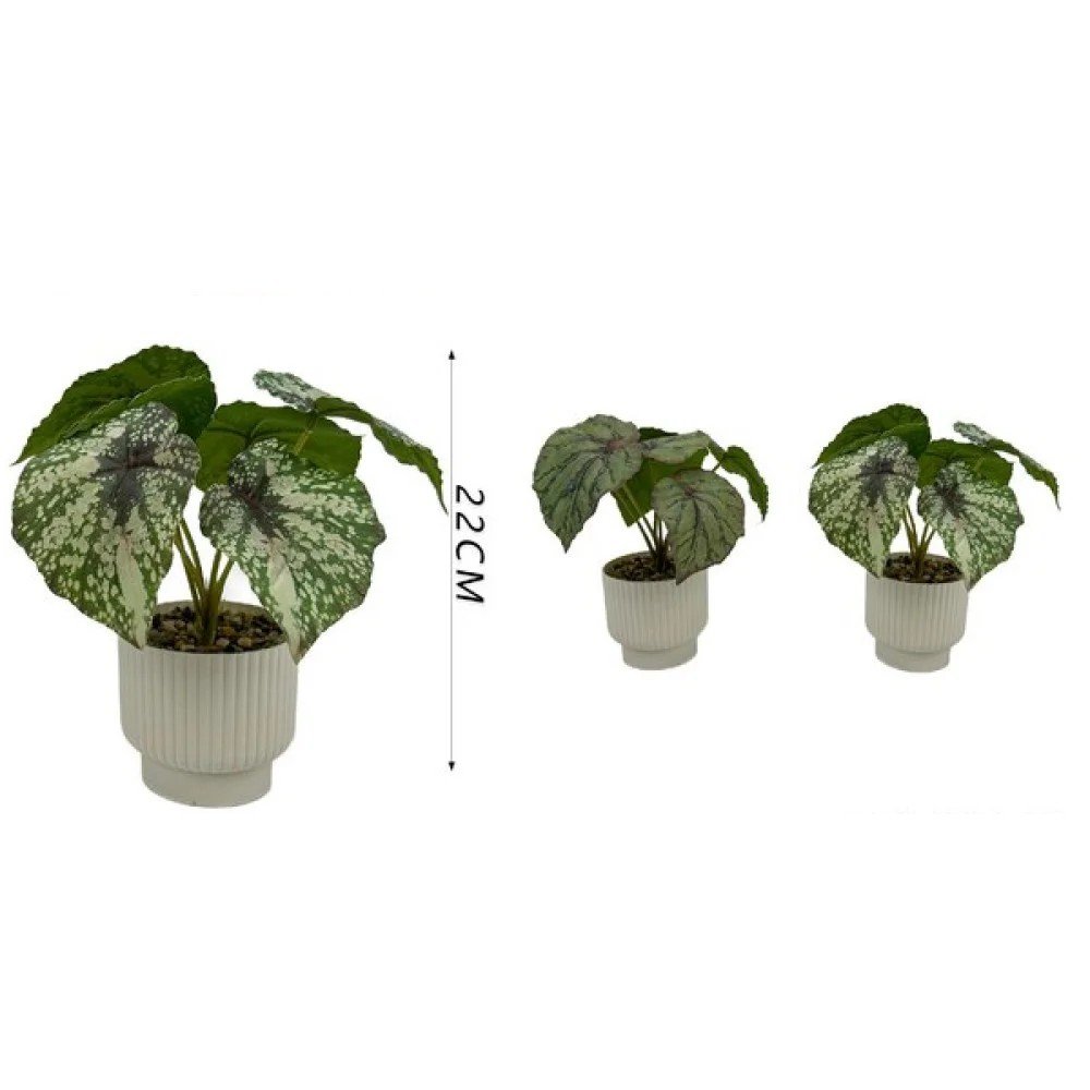 22 cm / planta de begonia pequeña (en maceta) 22 cm por mayor en Chile